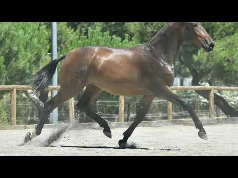 ZOE DE SUSAETA ➖ SIRED BY DOBLON-TR & IMPACIENTE II