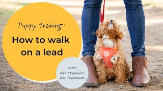 Puppy training: How to walk on a lead