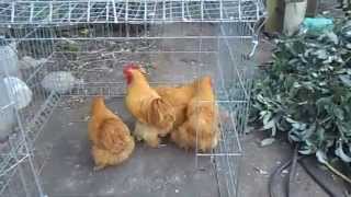 GALLINAS CONCHINCHIN GIGANTE COLOR MIEL