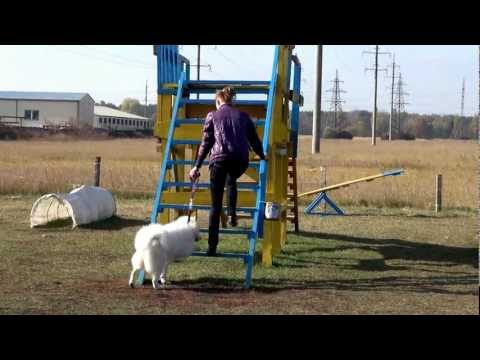 Yarel practiced in Agility