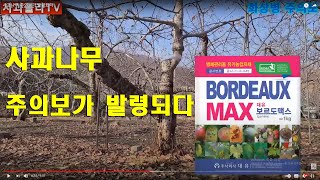 사과나무 주의보가 발령되다