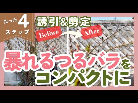 つる性のツタをいつどのように剪定するのですか？家や庭を邪魔しない美しい植物を育てるためのヒント  庭園