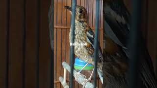 Download lagu Anis merah trotol prospek mp3 Download lagu Anis merah trotol prospek mp3