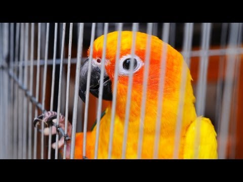How to Travel with a Bird | Pet Bird
