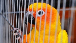 How to Travel with a Bird | Pet Bird