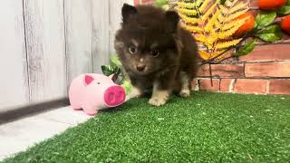 ポメラニアンの動画01