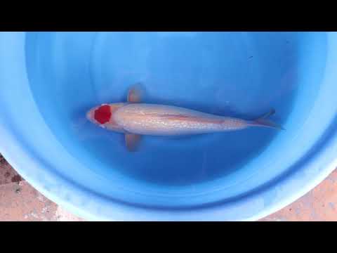 s0928n005 Ginrin Tancho Kohaku