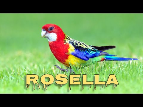 Eastern rosella  singing