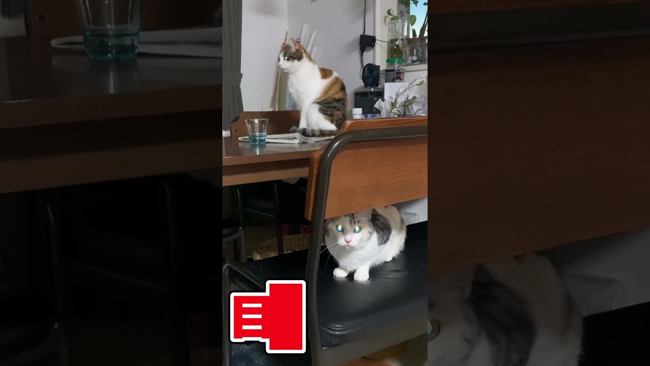 目が、目がぁー！#ねこのいる暮らし  #ねこ動画  #ねこのいる生活