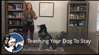 Teaching Your Dog To Stay