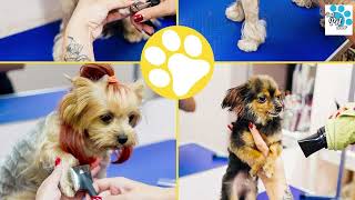 Top 10 Best Dog Grooming Tables In 2024 Dog Grooming Tables Reviews
