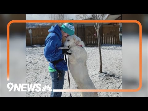 Help stuff a truck for abandoned and mistreated animals in Colorado - YouTube