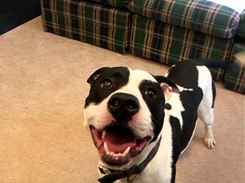 Hank - **Urgent**, an adopted Pit Bull Terrier in Mansfield, OH_image-1