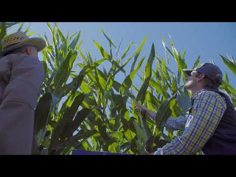 Saaten-Union: Mais LEGUAN, Vertriebsberater Andreas Kornmann, Standort Moosburg