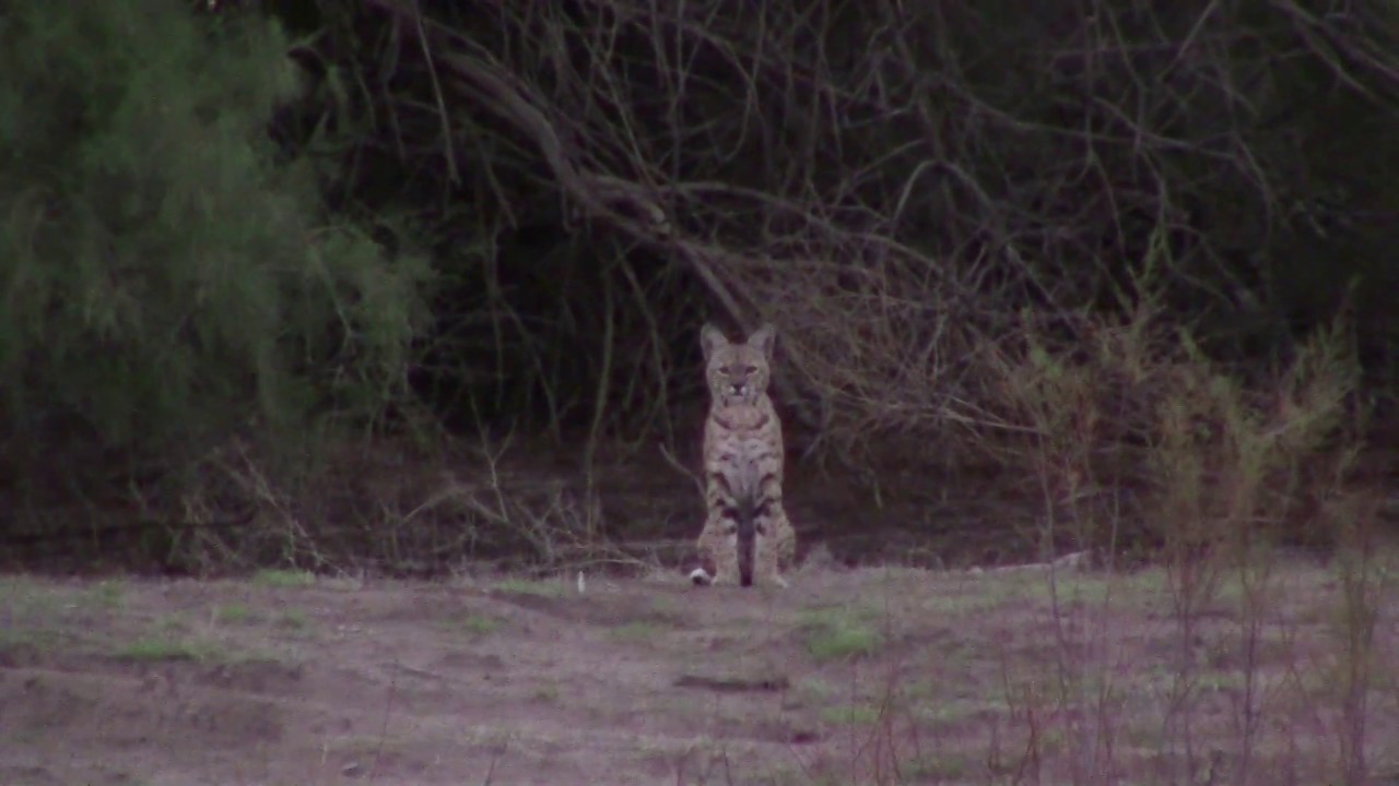 PREDATOR MASTERS YOUTUBE LAUNCH