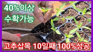 고추모종 삽목 10일째 100%성공~ 고추 재배방법,신기술,,메뉴얼,재배과정  귀농귀촌,전원일기,주말농장,텃…