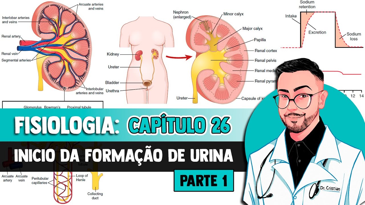 Fisiologia - Sistema Urinário: Anatomia Funcional e Formação da Urina pelo Rim (Capítulo 26) GUYTON