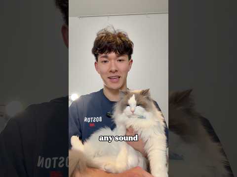 Does Mofu make noise? #shorts #cat #funnycats #cutecat #catlovers