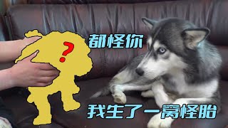 [問卦] 馬爾濟斯混哈士奇 怎麼稱呼