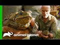 Invasive Cane Toads Are Threatening Australia's Native Wildlife | Jeremy Wade's Dark Waters