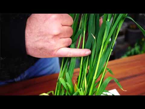 Feldtag 2021 des LHW - 4. Dinkel, Triticale und Weizen (4/7)