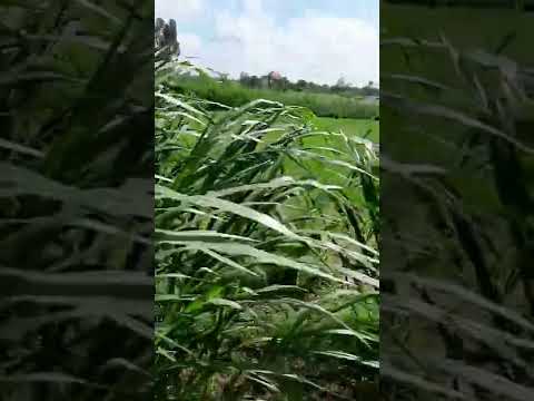 Ngộp gấp 6x30 – MT Nhựa 15m - full Thổ - Tiền Giang - Giá Công Nhân