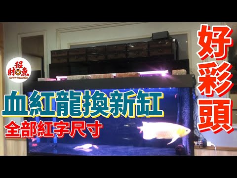 紅招財魚