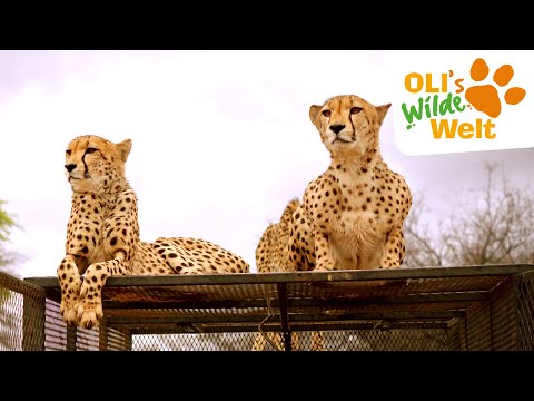 Geparden: Auf den Zahn gefühlt | OLI's Wilde Welt