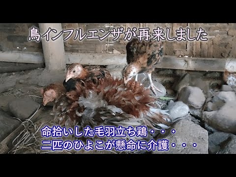 鶏の病気とその症状 - 鶏の伝染性副鼻腔炎