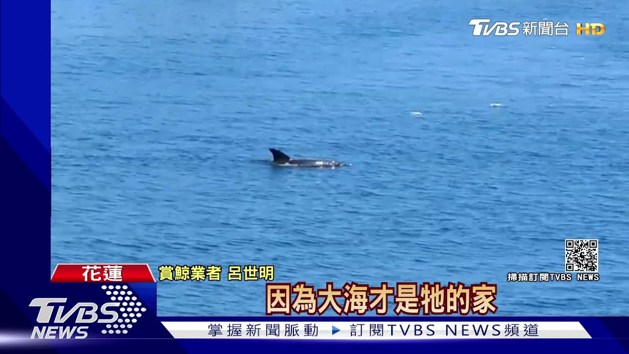 「瓶鼻海豚」現蹤花蓮港 當地船隻減速避免驚嚇
