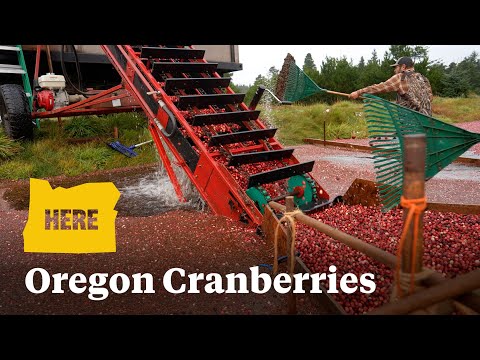 Learn how cranberries are harvested in the small Oregon coast town