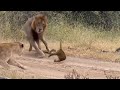 Male Lion Attacking The Lion Cub Protect By Mother Lion Video