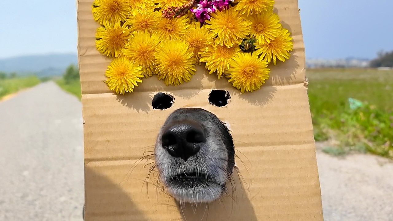 とりあえず受け入れてくれる犬。