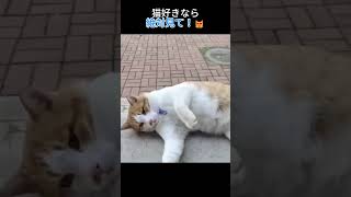 猫好きは必見！🐾 #猫 #cat#cute#猫動画 #子猫 #かわいい猫 #おもしろ猫