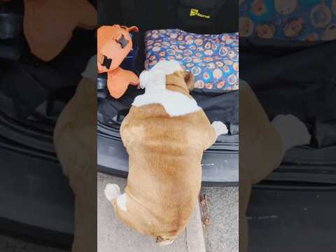 Normal Dogs Vs Pablo 🫣 #bulldogpabs