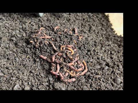 Breeder Bins Managing to Success - Module 2: Moving Breeders to New Bin