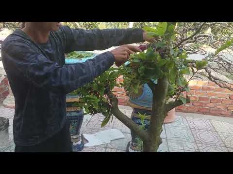 @Tứ quý ghép giảo tự xoắn. cắt bỏ nuôi lại nguyên thủy