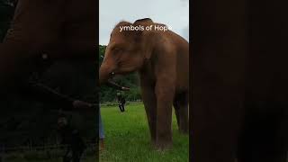 Download lagu From Rescue to Freedom: Elephants Living Their Best Life #savetheelephants mp3 Download lagu From Rescue to Freedom: Elephants Living Their Best Life #savetheelephants mp3