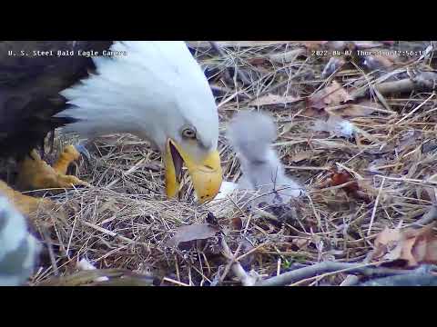 USS Eagles - Egg tooth visible in pip