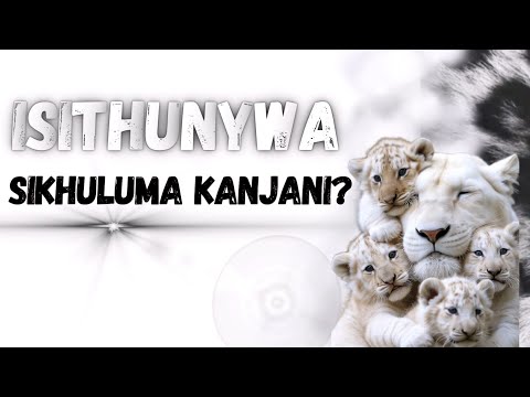 Isithunywa Sikhuluma kanjani? @EMAKHOSINI.ISITHUNYWA.SAMANZI