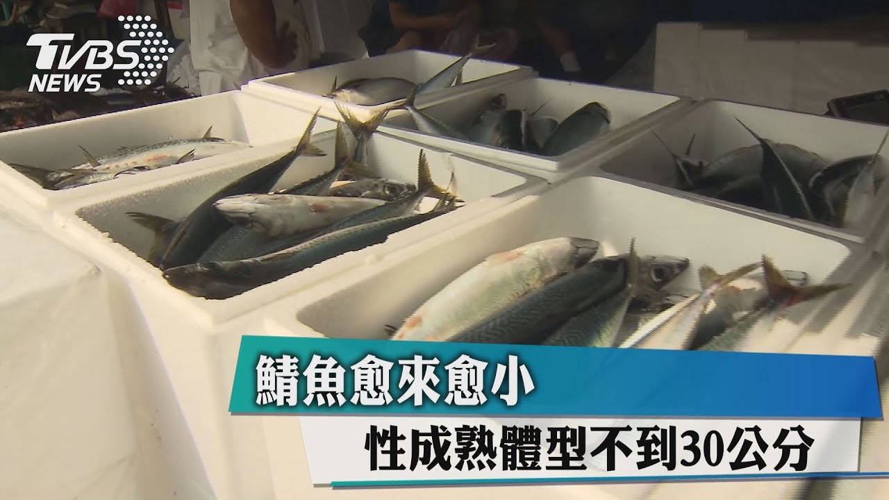 鯖魚愈來愈小 性成熟體型不到30公分
