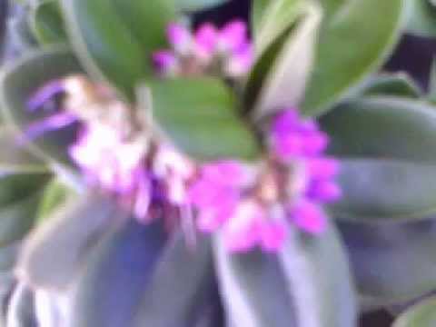 Lumbaya Lesa, Shanina BaYahweh, by BJ Ngosa, Zambian Music Gospel Video