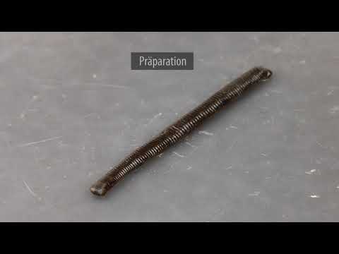 Präparation Hirudo verbana (mediterraner Blutegel)