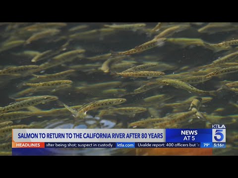 Chinook salmon to return to ancestral waters in California
