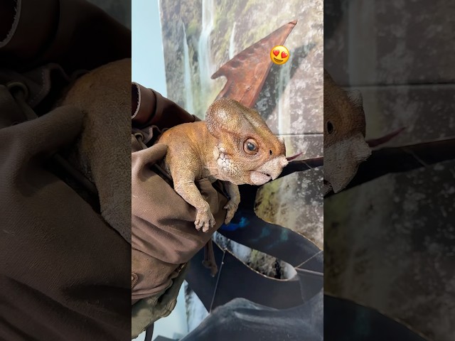 Vídeo relacionado con LitBud Niños Sudaderas con capucha para niños Niño pequeño Dinosaurio de dibujos animados Jurassic World Park Navidad Acción de gracias Cremallera Packaway Otoño Coat Reino Unido 6-7 años 7T