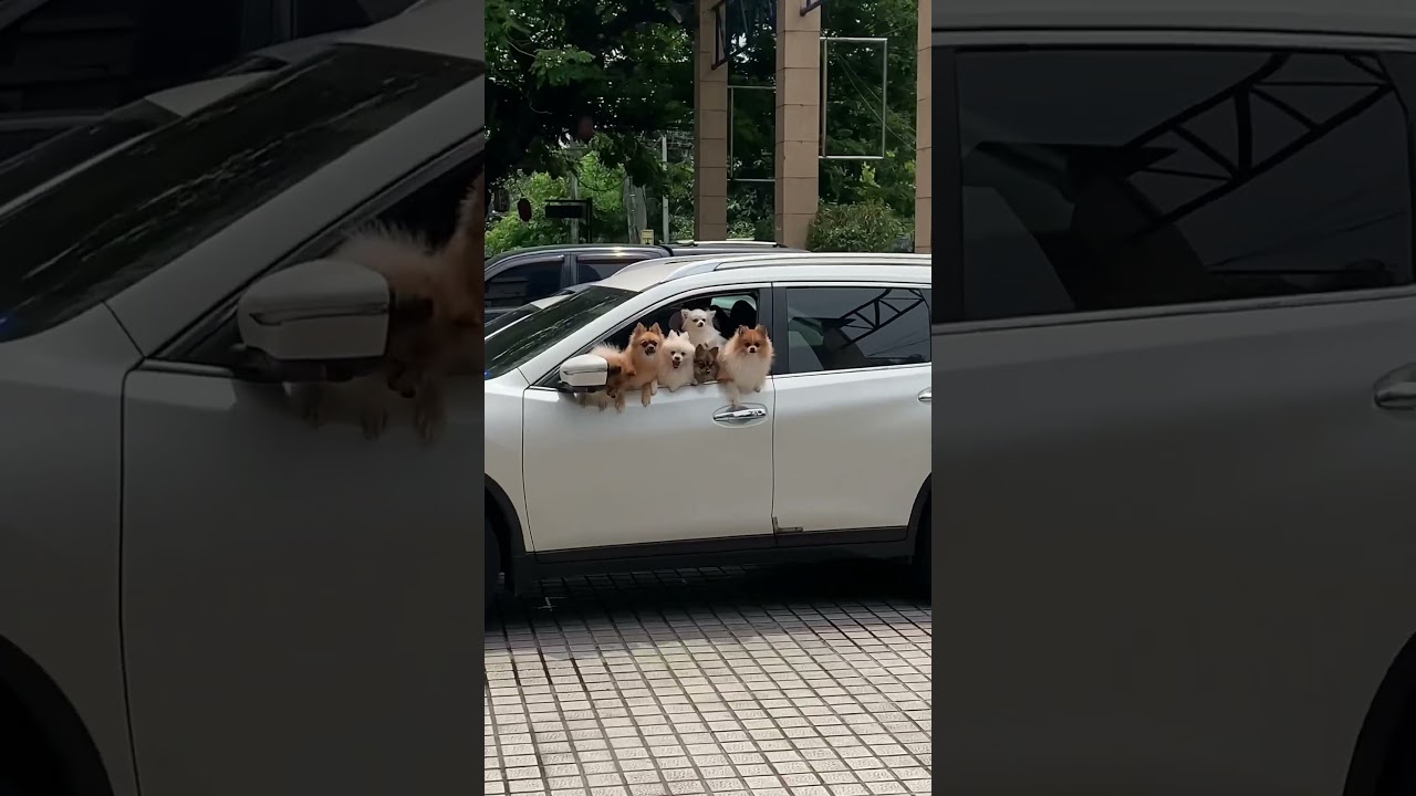 🐼 Aw! #shorts #aw #dog #asmr