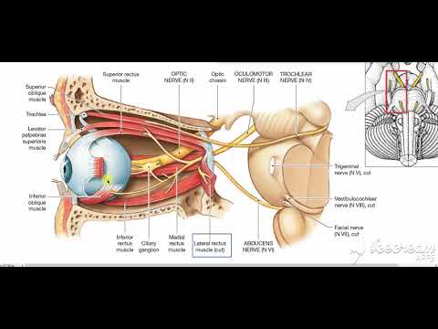 Recti muscles of eye ball 3