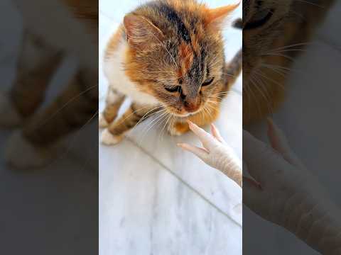 #cat #cats #funny #shorts  #lol 💅🏼😹 #youtubeshorts