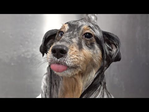 Ariana Grande step aside | Shetland Sheepdog can sing