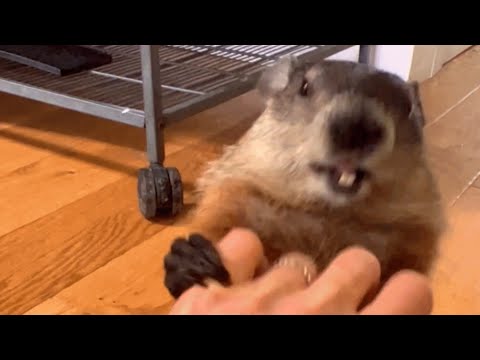 Woman says her groundhog acts like human toddler
